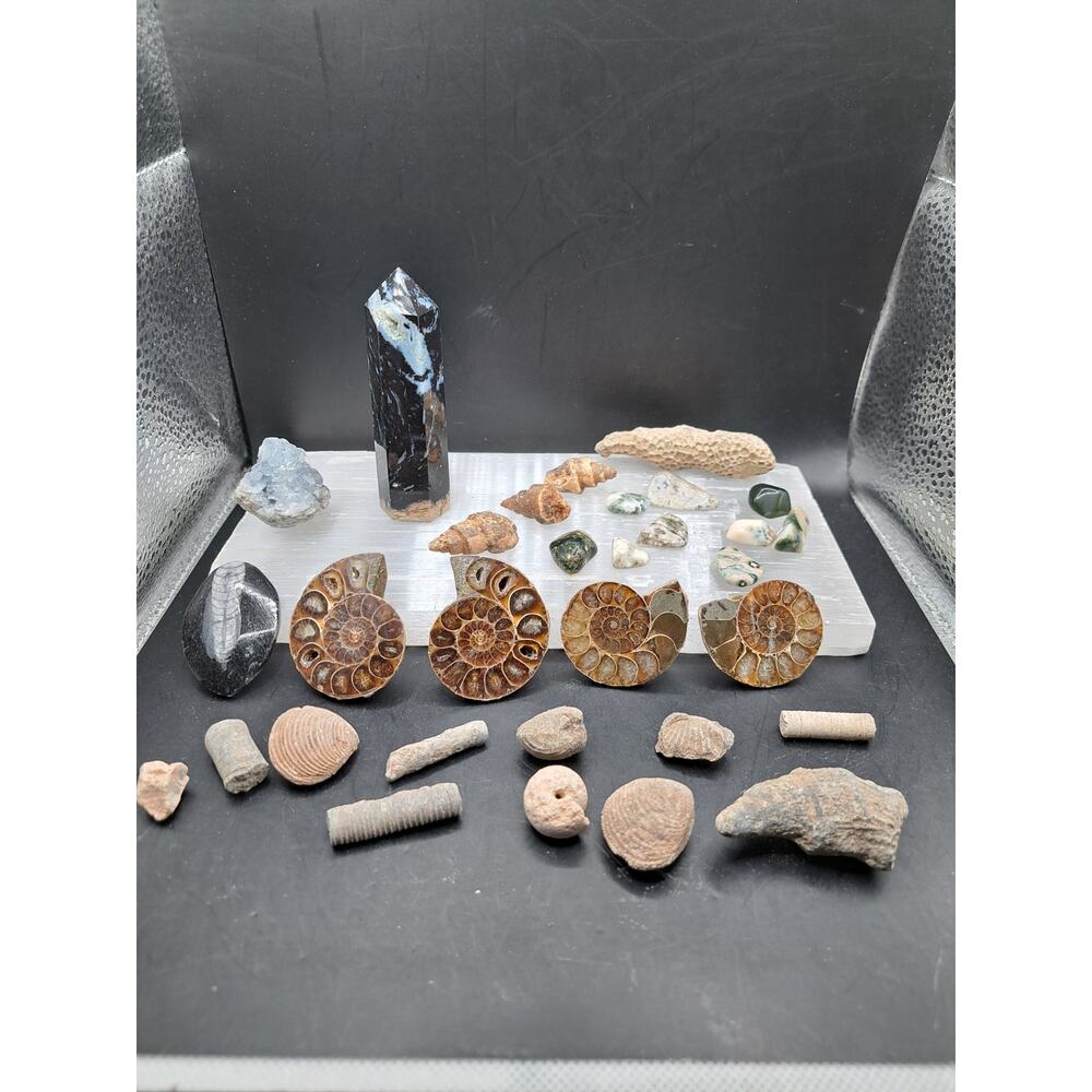 Ammonite, Orthoceras, Aquatic Fossils, Ocean Jasper Tumble and Palm Tower Bundle